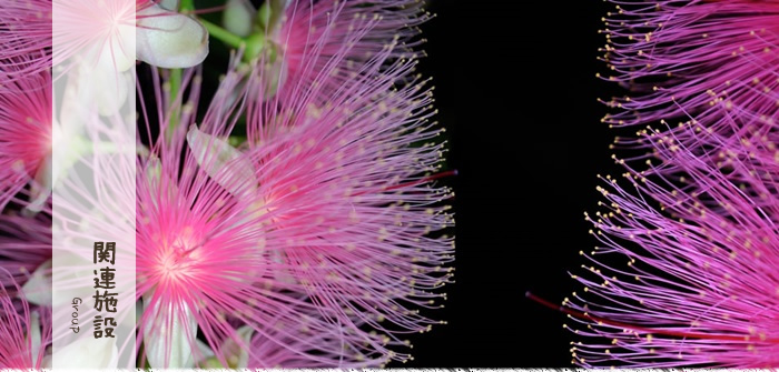 キャンプ場・農園・石垣島民宿