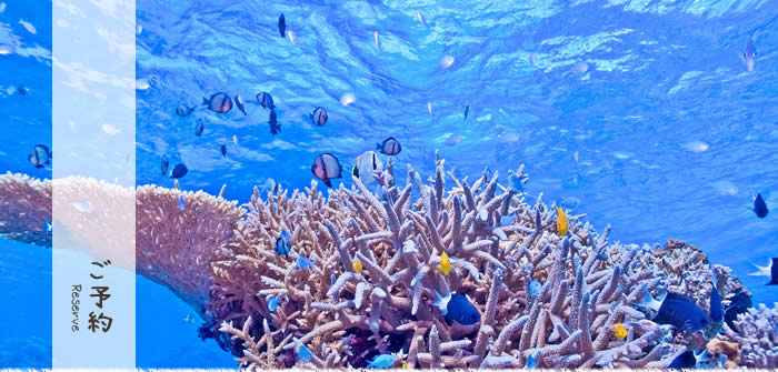 西表島民宿マリウド予約